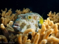   Padded Puffer Raja Ampat 2023. This white spotted looked so cosy comfy snuggled sot coral. Taken Olympus EPL10 AOI housing diving Wai Eco resort. 2023 coral resort  